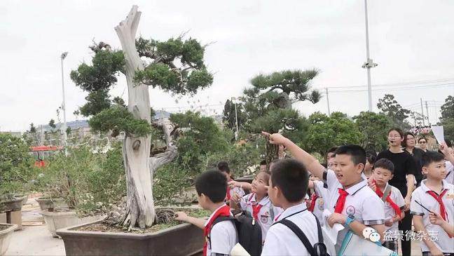 到了鸿江盆景园 我就被眼前的一幕惊呆了