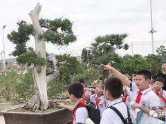 到了鸿江盆景园 我就被眼前的一幕惊呆了