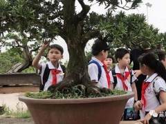 今天早上 我们学校组织参观并制作鸿江盆景的活动