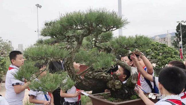 我和同学们一同登上了开往鸿江盆景园的公交车