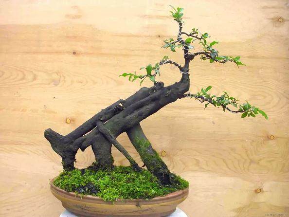 什么样的树木能制作成盆景？