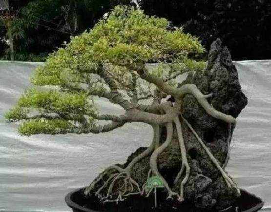 这样处理盆景根部是最好的