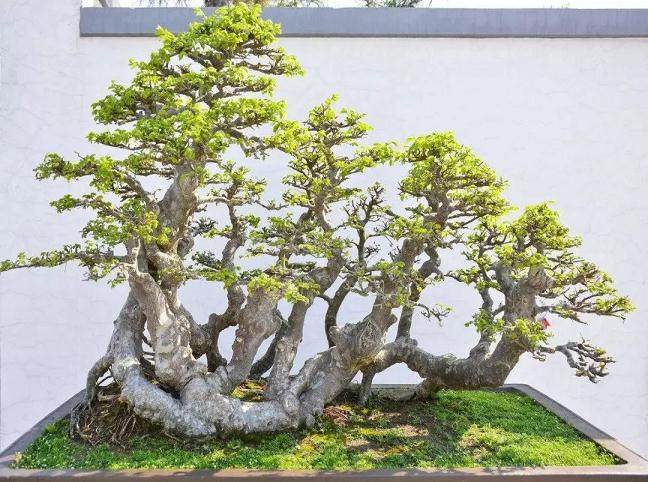 榆树盆景枝条的拿弯方法