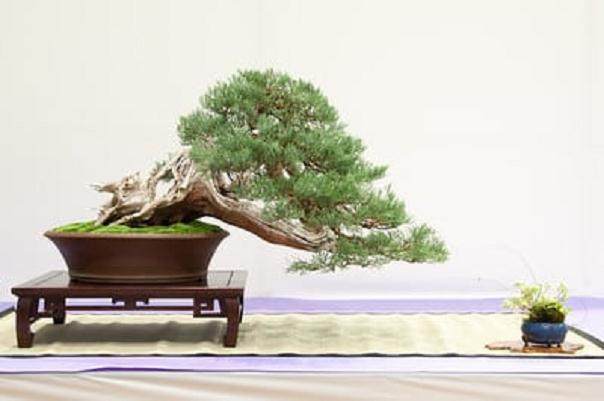 欣赏来自红木帝国的杜松盆景