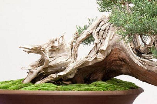 欣赏来自红木帝国的杜松盆景