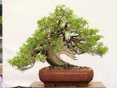 欣赏来自红木帝国的杜松盆景