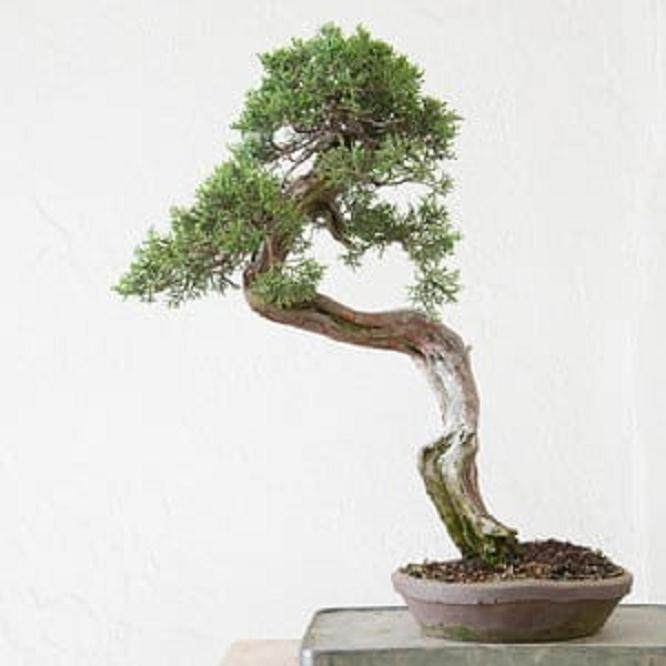 图解 西方杜松盆景怎么舍利干造型