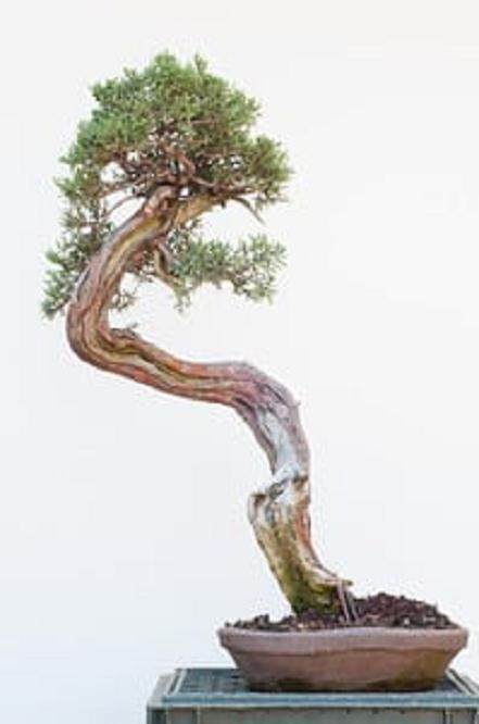 图解 西方杜松盆景怎么舍利干造型