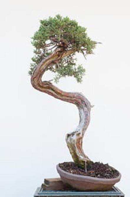 图解 西方杜松盆景怎么舍利干造型