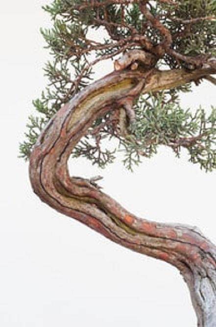 图解 西方杜松盆景怎么舍利干造型