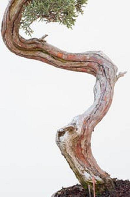 图解 西方杜松盆景怎么舍利干造型