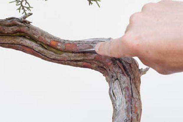 图解 西方杜松盆景怎么舍利干造型