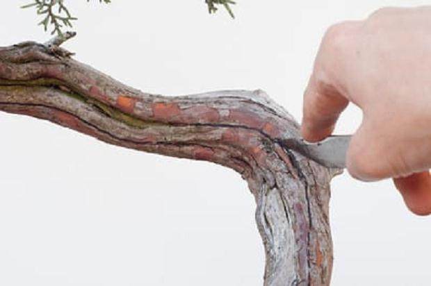 图解 西方杜松盆景怎么舍利干造型