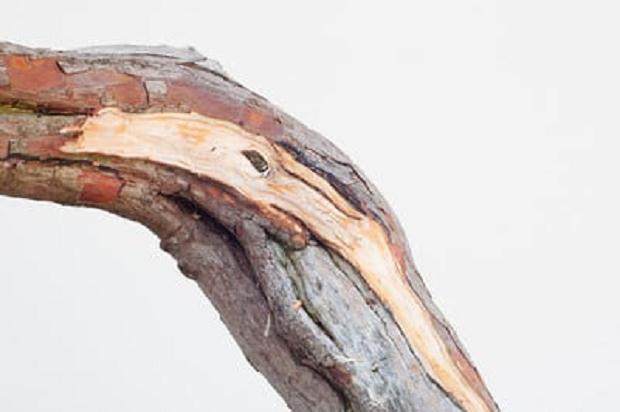 图解 西方杜松盆景怎么舍利干造型