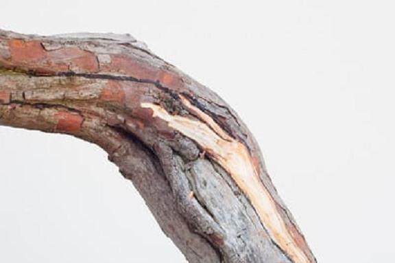 图解 西方杜松盆景怎么舍利干造型