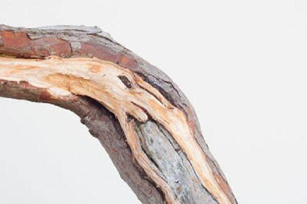 图解 西方杜松盆景怎么舍利干造型