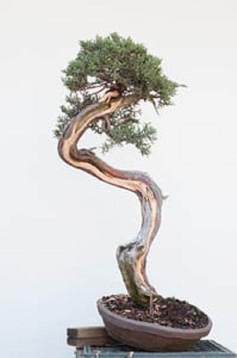 图解 西方杜松盆景怎么舍利干造型