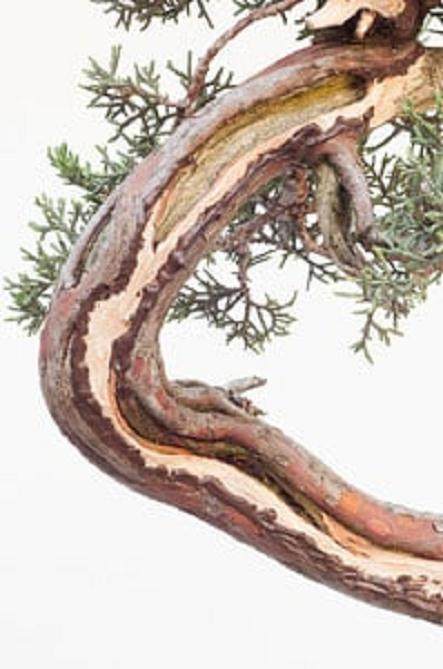 图解 西方杜松盆景怎么舍利干造型