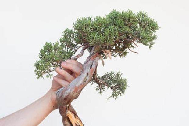 图解 西方杜松盆景怎么舍利干造型
