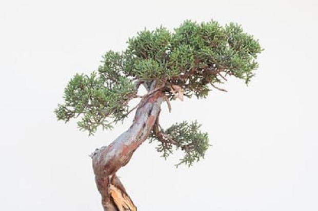 图解 西方杜松盆景怎么舍利干造型