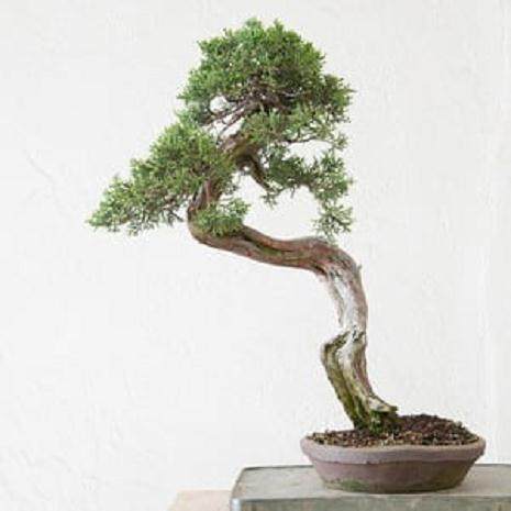 如何嫁接西方杜松盆景？