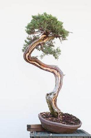 图解 如何嫁接西方杜松盆景的方法