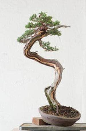 图解 如何嫁接西方杜松盆景的方法