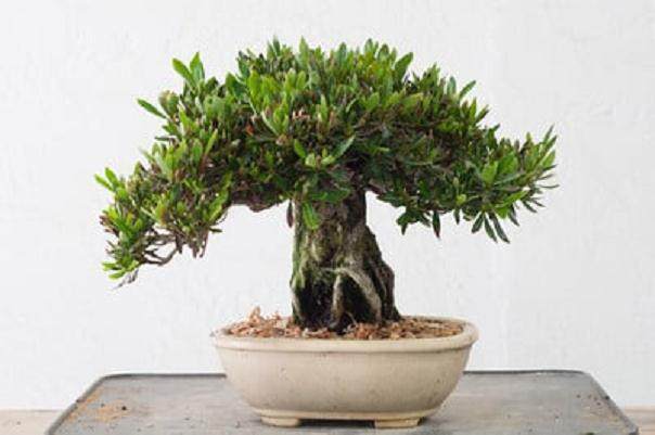图解 如何嫁接西方杜松盆景的方法