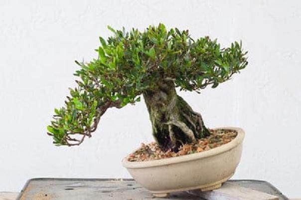 图解 如何嫁接西方杜松盆景的方法
