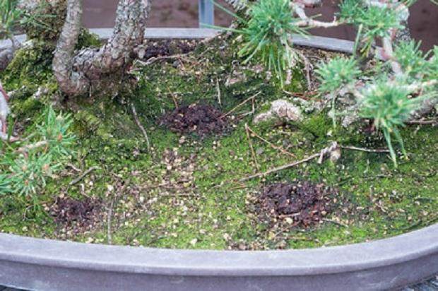 夏季盆景土壤相当干燥 该如何浇水?