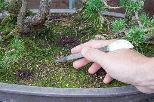 图解 夏季盆景土壤相当干燥 该如何浇水