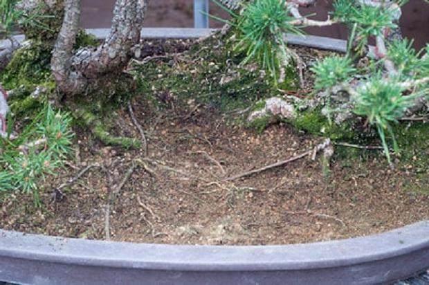 图解 夏季盆景土壤相当干燥 该如何浇水