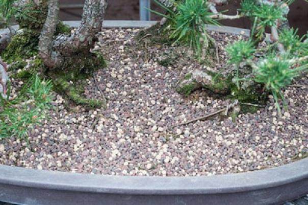 图解 夏季盆景土壤相当干燥 该如何浇水