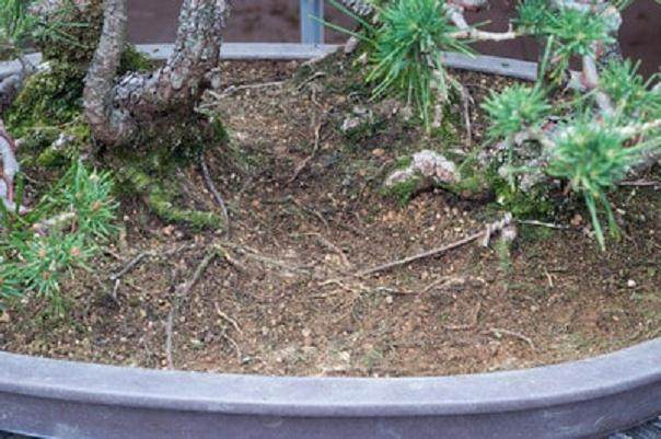 图解 夏季盆景土壤相当干燥 该如何浇水