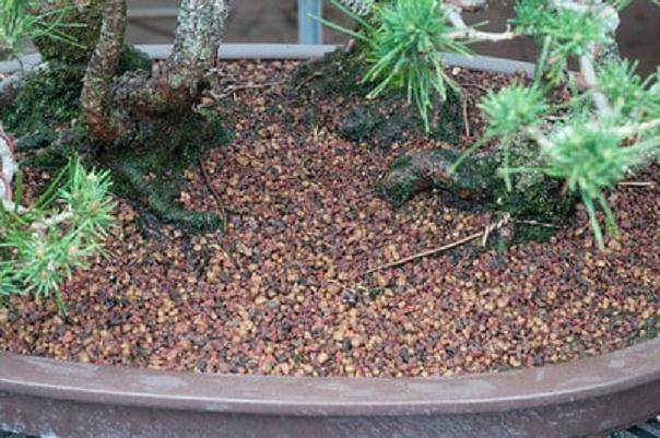 图解 夏季盆景土壤相当干燥 该如何浇水