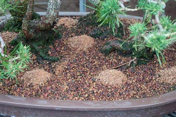 图解 夏季盆景土壤相当干燥 该如何浇水