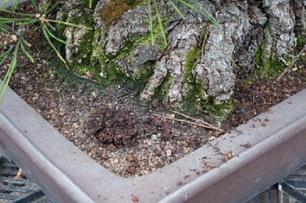 图解 夏季盆景土壤相当干燥 该如何浇水