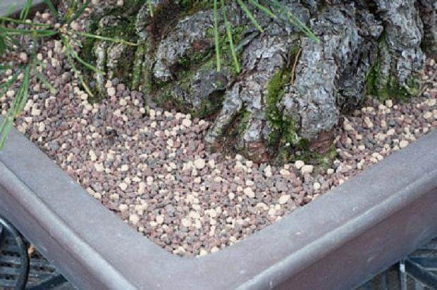 图解 夏季盆景土壤相当干燥 该如何浇水