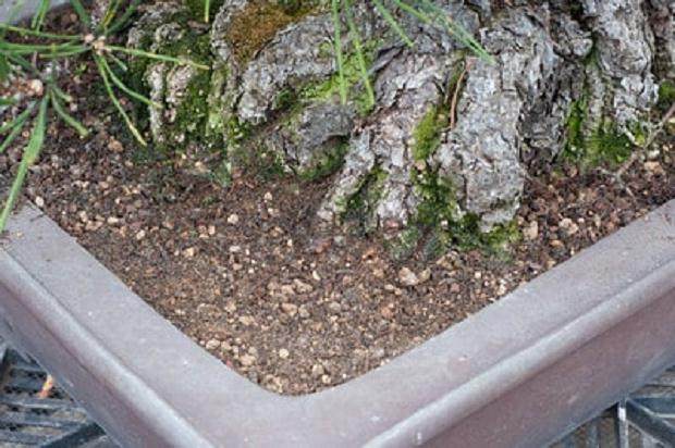 图解 夏季盆景土壤相当干燥 该如何浇水