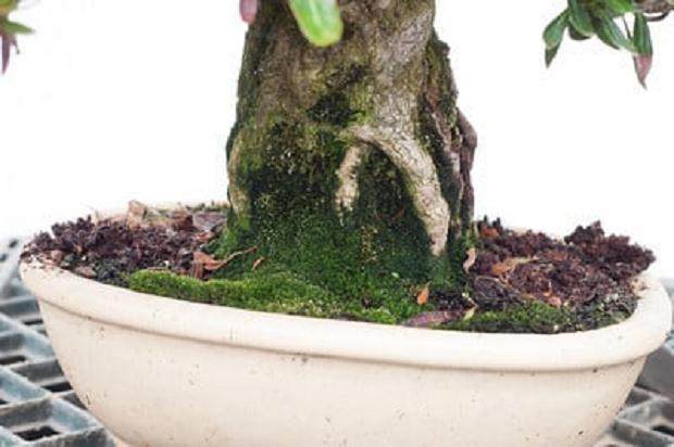 图解 夏季盆景土壤相当干燥 该如何浇水
