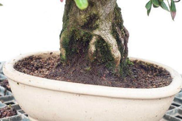 图解 夏季盆景土壤相当干燥 该如何浇水