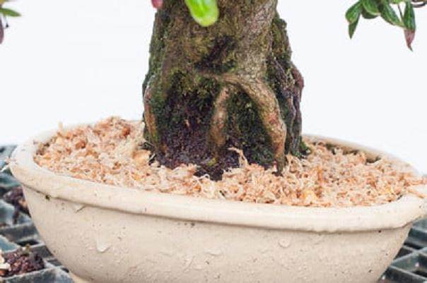 图解 夏季盆景土壤相当干燥 该如何浇水