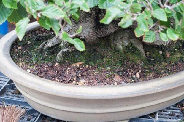 图解 夏季盆景土壤相当干燥 该如何浇水