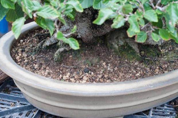 图解 夏季盆景土壤相当干燥 该如何浇水