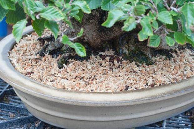 图解 夏季盆景土壤相当干燥 该如何浇水