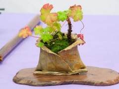 红木帝国盆景协会展上展出的一小部分主景植物