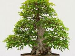 红木帝国盆景协会第29届年度盛会展