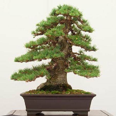 红木帝国盆景协会第29届年度展