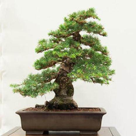 红木帝国盆景协会第29届年度展