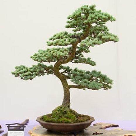 红木帝国盆景协会第29届年度展